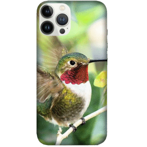 Birds 027
