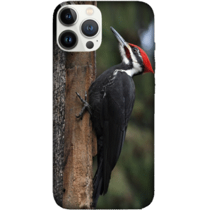 Birds 035