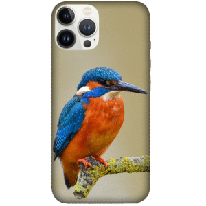 Birds 039
