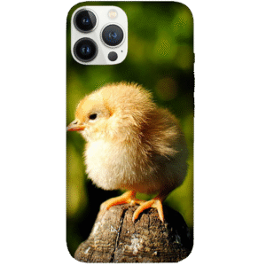 Birds 046