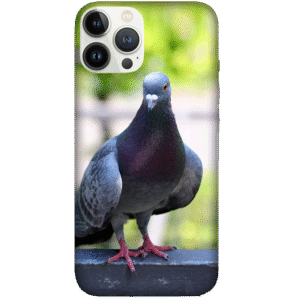 Birds 048