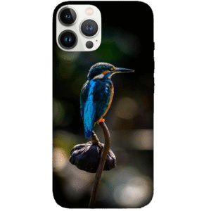 Birds 051