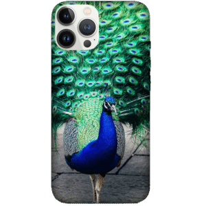 Birds 054