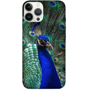 Birds 063