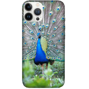Birds 064