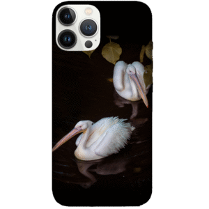 Birds 072