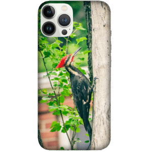 Birds 074