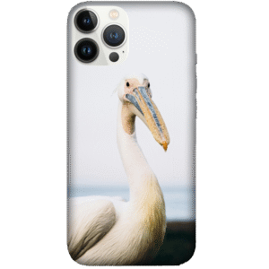 Birds 076