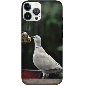 Birds 079