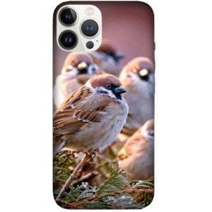 Birds 082