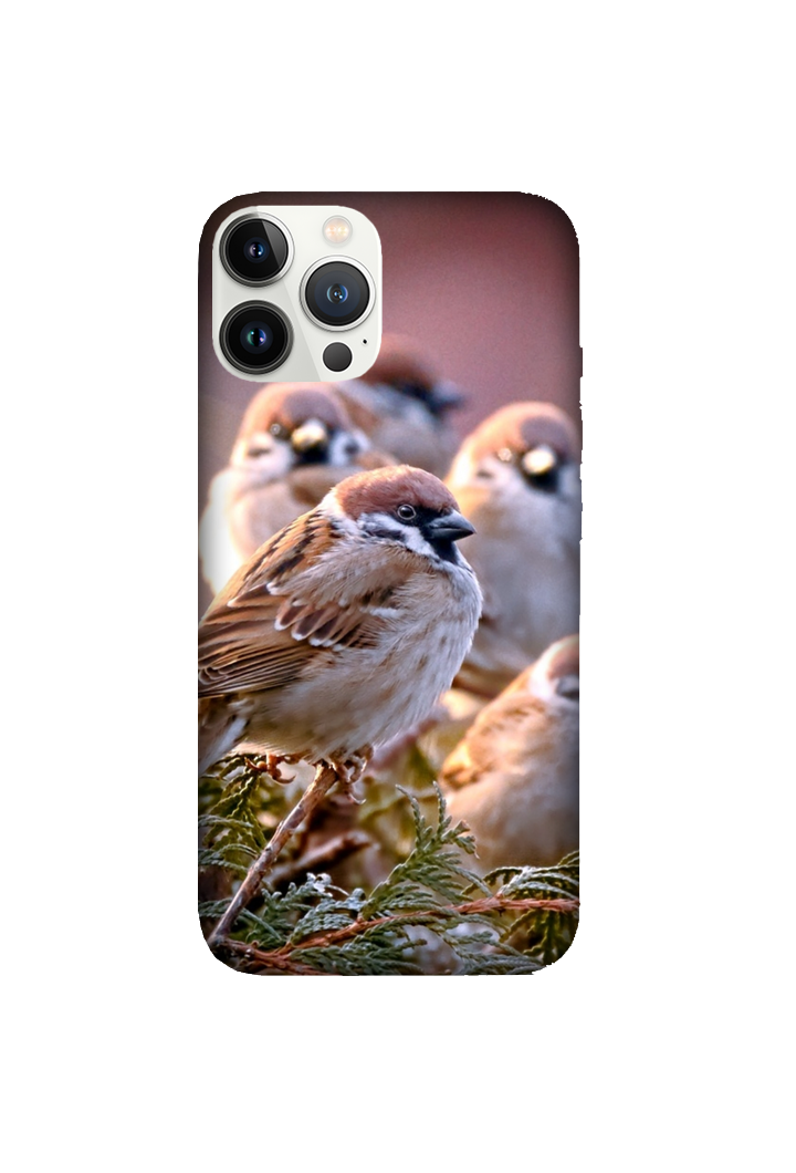 Birds 082
