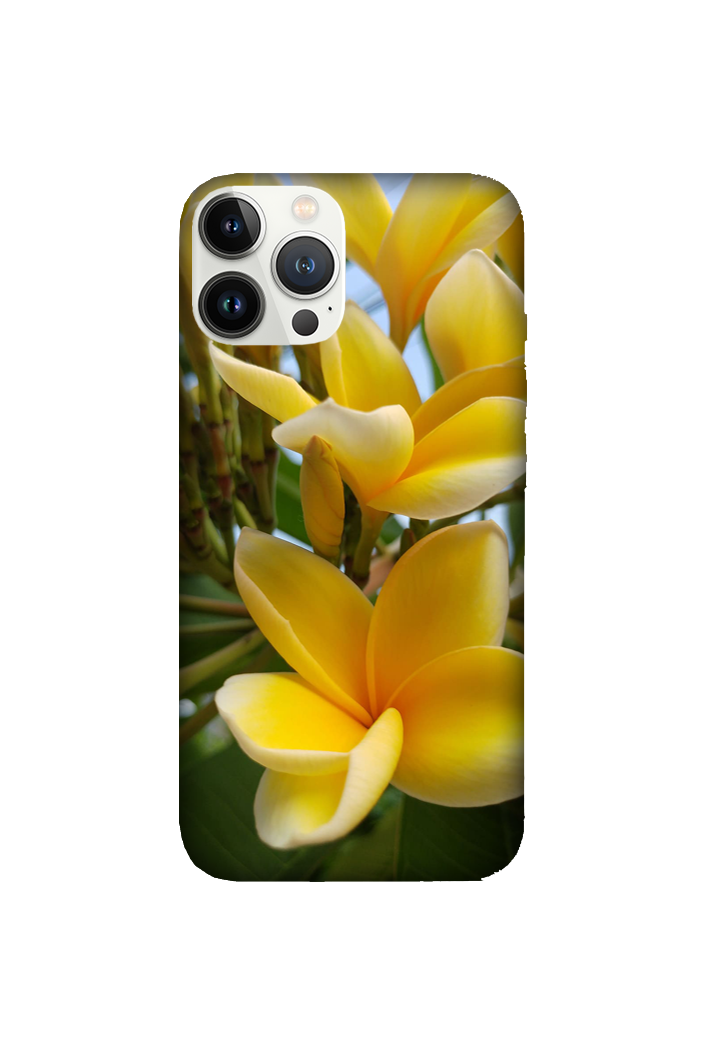 Flowers 002