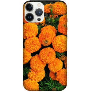 Flowers 049