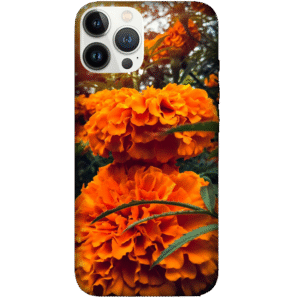 Flowers 053